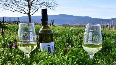 Buchert  Weingut | Gästehaus